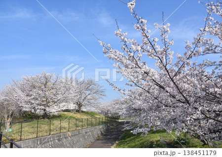 ふるさと桜づつみ回廊 ふるさと桜づつみ回廊 138451179