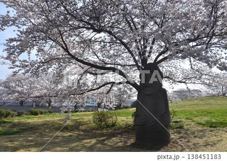 ふるさと桜づつみ回廊 138451183