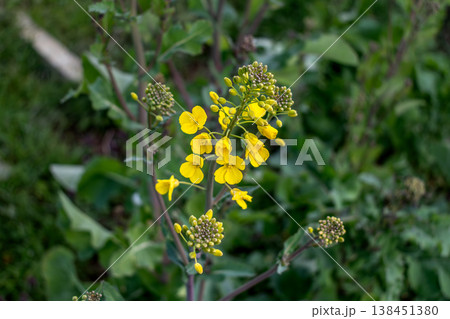 Rutabaga in bloom, root cabbage or swede is a hardy vegetable rich in vitamin C, flower, seed 138451380
