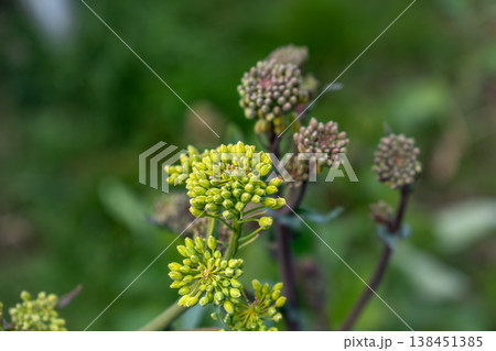Rutabaga in bloom, root cabbage or swede is a hardy vegetable rich in vitamin C, flower, seed Rutabaga in bloom, root cabbage or swede is a hardy vegetable rich in vitamin C, flower, seed 138451385
