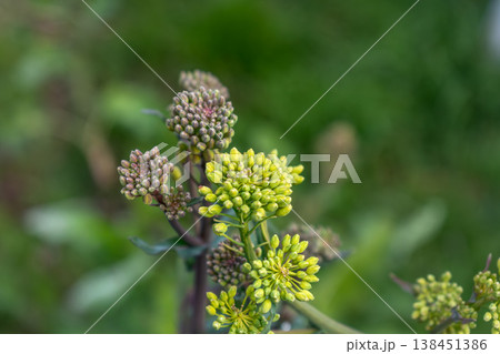 Rutabaga in bloom, root cabbage or swede is a hardy vegetable rich in vitamin C, flower, seed Rutabaga in bloom, root cabbage or swede is a hardy vegetable rich in vitamin C, flower, seed 138451386