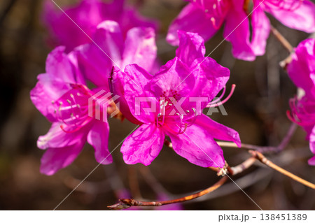濃いピンク色のツツジの花 138451389