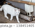 真っ白な野良猫 138451405