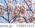 満開の桜 138451415