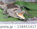 大きく口を開けたワニ 138451417