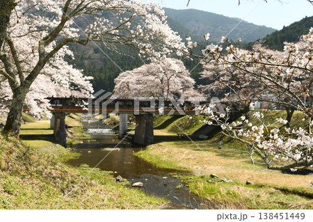 鮎川の千本桜 138451449