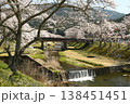 鮎川の千本桜 138451451
