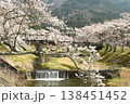 鮎川の千本桜 138451452
