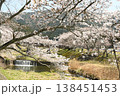 鮎川の千本桜 138451453