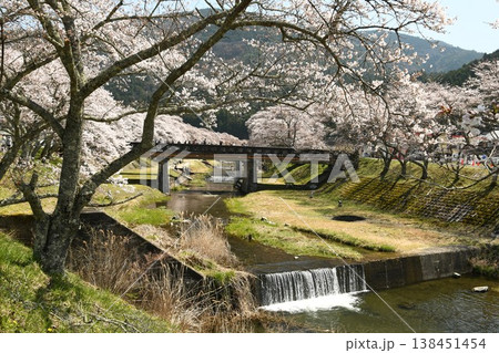 鮎川の千本桜 鮎川の千本桜 138451454