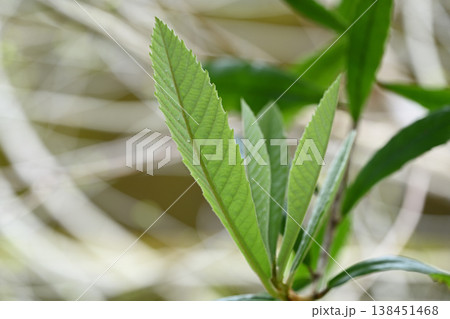 ビワ（枇杷）の若葉 138451468
