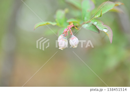 ブルーベリーの花 138451514