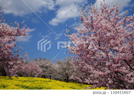 赤城南面千本桜 138451607