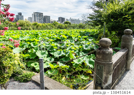 The beautiful view of lotus flowers blooming in Shinobazu Pond (Shinobazu no Ike) of Ueno Park, Taito, Tokyo, Japan. The beautiful view of lotus flowers blooming in Shinobazu Pond (Shinobazu no Ike) of Ueno Park, Taito, Tokyo, Japan. 138451614