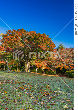 浜松市の鳥羽山公園の紅葉の風景(静岡県) 浜松市の鳥羽山公園の紅葉の風景(静岡県) 138451636