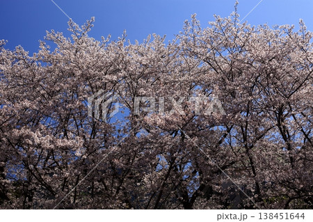 青空に映える満開の桜 138451644