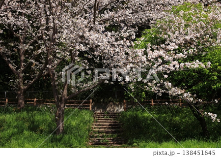 満開の桜と階段 138451645