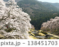 鮎川の千本桜 138451703