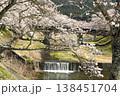 鮎川の千本桜 138451704