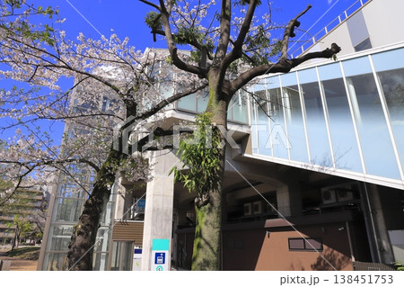 春のしょうぶ沼公園と北綾瀬駅　  138451753