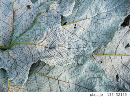 Detailed view of a leaf in the Amazon rainforest 138452186