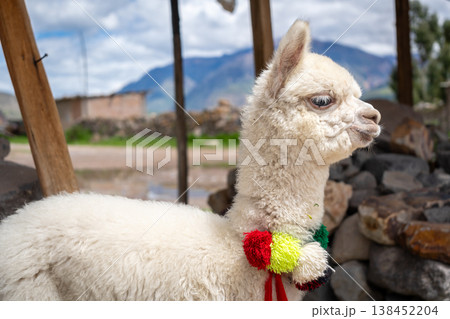 White baby alpaca in Peru wearing colorful pom-poms 138452204