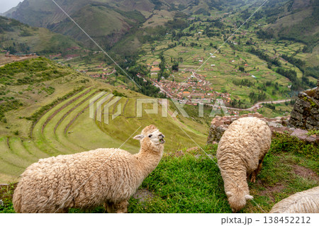 Llamas roaming among ancient Inca ruins at Pisac, Peru 138452212