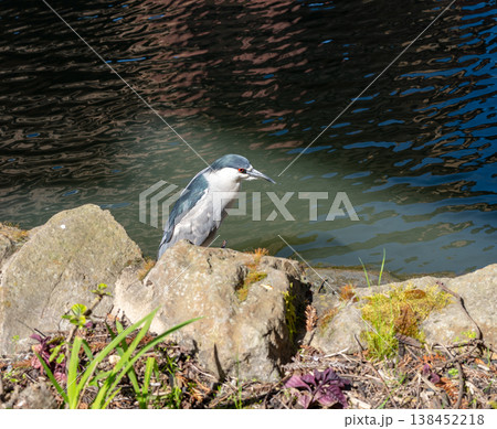 Black-crowned night heron by the pond at Palace of Fine Arts, San Francisco 138452218