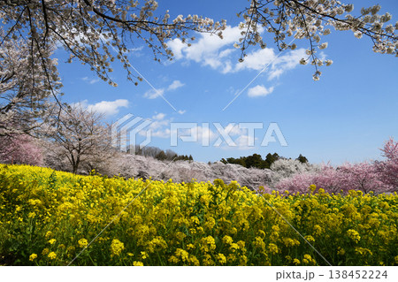 赤城南面千本桜 赤城南面千本桜 138452224