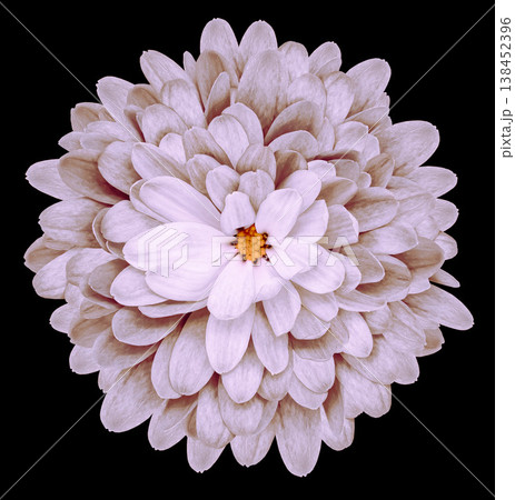 Chrysanthemum flower  on  black isolated background with clipping path. Closeup. 138452396