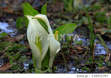 水芭蕉の白い花 水芭蕉の白い花 138452767