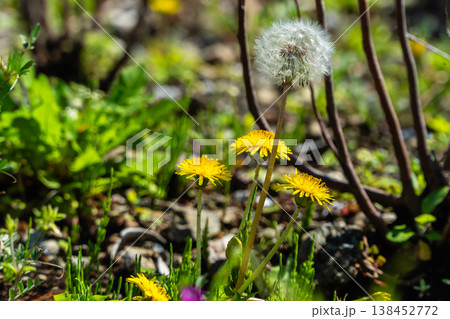 タンポポの黄色い花びら タンポポの黄色い花びら 138452772