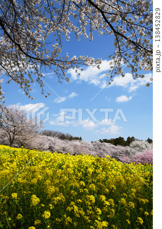 赤城南面千本桜 赤城南面千本桜 138452829