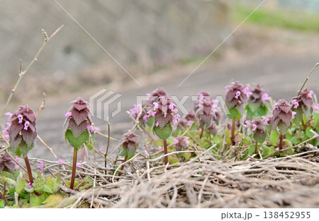 一列に並んだ姫踊子草の背比べ 138452955