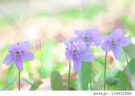 春のイメージ タチツボスミレ 春のイメージ タチツボスミレ 138452980