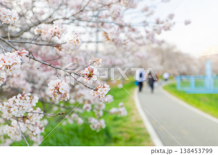 黒目川の桜 138453799