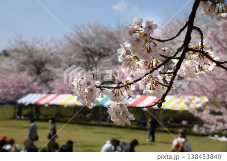 赤城南面千本桜 赤城南面千本桜 138453840