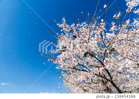 桜吹雪舞う春のイメージ 138454166