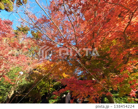 鎌倉の紅葉 鎌倉の紅葉 138454224
