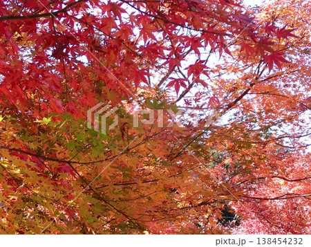 鎌倉の紅葉 鎌倉の紅葉 138454232