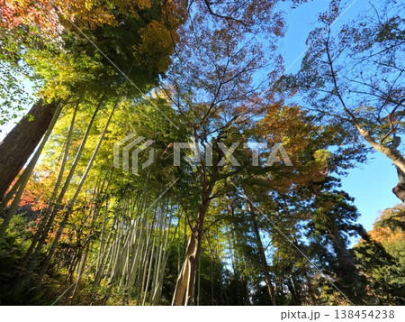 鎌倉の紅葉 138454238