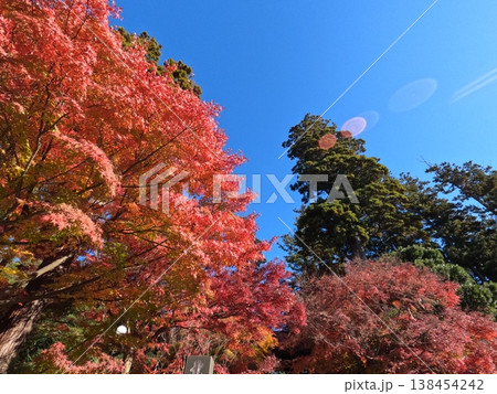 鎌倉の紅葉 鎌倉の紅葉 138454242