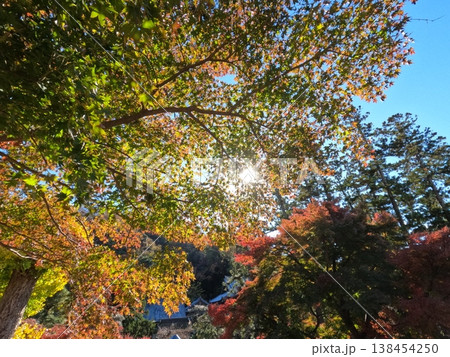 鎌倉の紅葉 鎌倉の紅葉 138454250