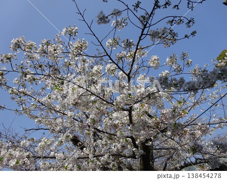 青空に映える満開の桜 青空に映える満開の桜 138454278