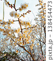 Sakura flower blossoms, beauty, new beginnings, cherry, spring, nature 138454473