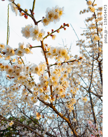 Sakura flower blossoms, beauty, new beginnings, cherry, spring, nature Sakura flower blossoms, beauty, new beginnings, cherry, spring, nature 138454473