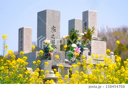 春、墓のまわりを彩る自生の菜の花 春、墓のまわりを彩る自生の菜の花 138454708