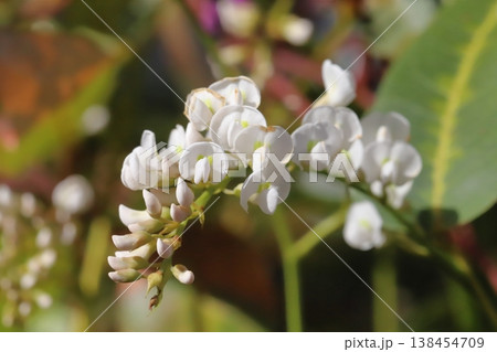 早春の庭に咲く白いマメ科のハーデンベルギアの花 138454709