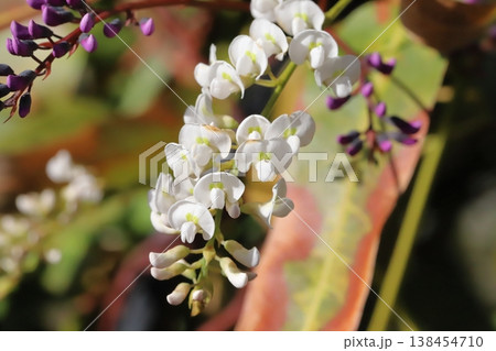 早春の庭に咲く白いマメ科のハーデンベルギアの花 早春の庭に咲く白いマメ科のハーデンベルギアの花 138454710