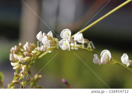 早春の庭に咲く白いマメ科のハーデンベルギアの花 早春の庭に咲く白いマメ科のハーデンベルギアの花 138454712